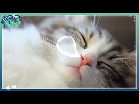 Dear My Human 이소연, 냥이가 잠든 사이! 발톱 깎자옹♥ 171220 EP.14