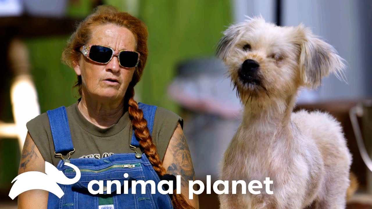 Villalobos Rescues More than Just Pittys! | Pit Bulls and Parolees | Animal Planet