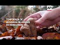 Buscando hongos en los bosques de Reino Unido  - 01:41 min - News - Video