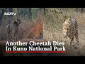 Another Cheetah dies at Kuno National Park, Madhya Pradesh