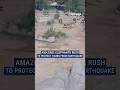 Heard of elephants protect young from CA earthquake  #elephant #zoo #earthquake #news #shorts #fox