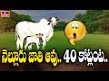 నెల్లూరు జాతి ఆవు..40 కోట్లంట | Nellore Breed Cow | To The Point | hmtv