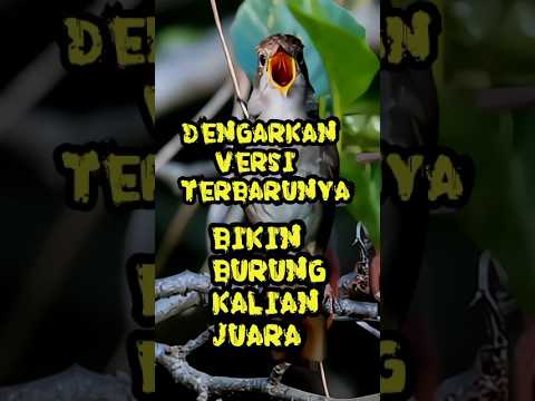 Masteran sikatan londo versi terbaru #sikatanlondo #nightingale #burung #bird #birds #birdslover