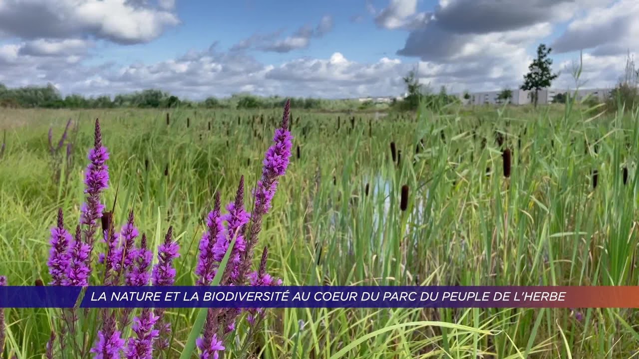 Yvelines | La nature et la biodiversité au coeur du Parc du Peuple de l’Herbe