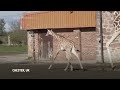 Watch this baby giraffe venturing outdoors for the first time at UK zoo  - 01:01 min - News - Video