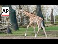 Watch this baby giraffe venturing outdoors for the first time at UK zoo