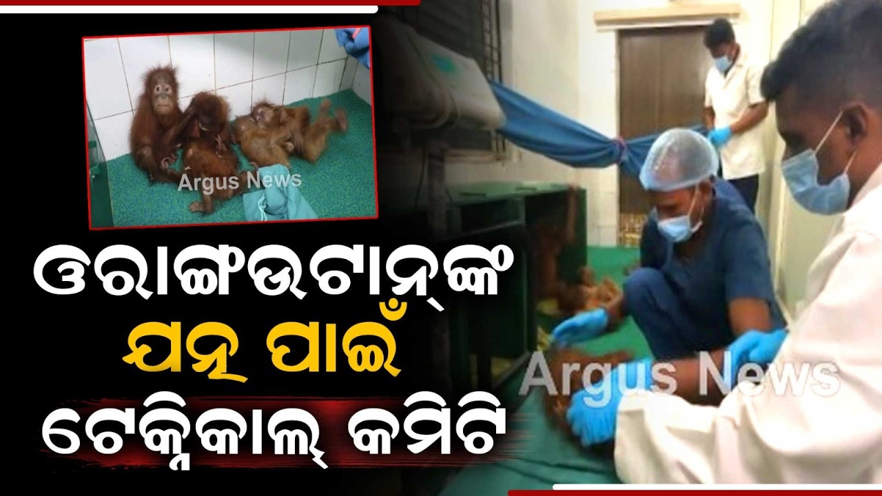 Nandankanan Zoo: Technical Committee Formed For Care Of 5 Orangutans | Argus News