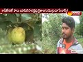 Apples can be grown in Visakhapatnam Agency