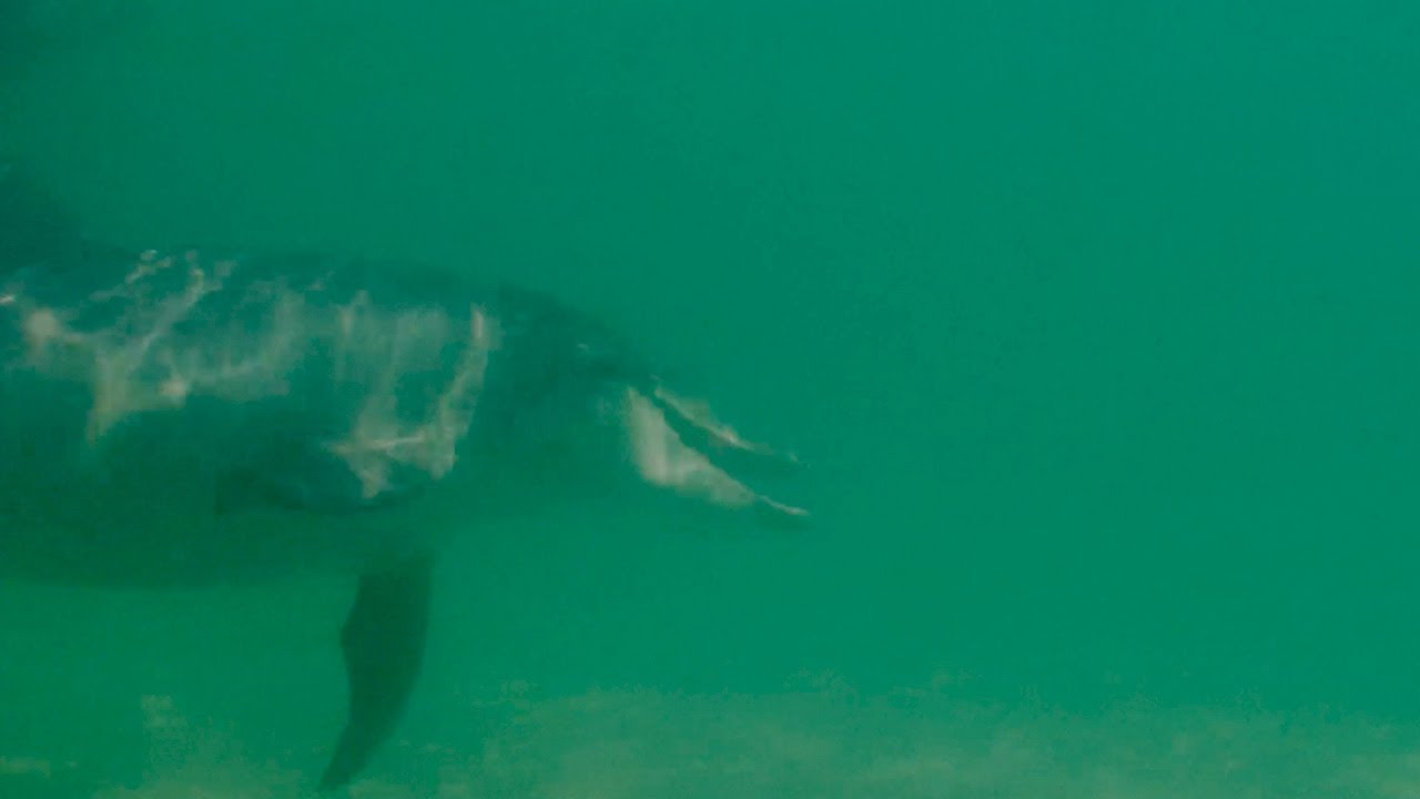 Mother Dolphin Talking to Unborn Child | Puck's Story Part 2 | Dolphins of Shark Bay