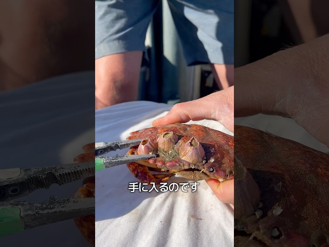 フジツボの生き残り術