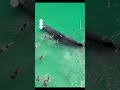 Whale joins swimmers close to Australian beach