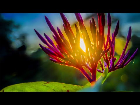 Morning Relaxing Music - Beautiful Nature And positive Energy (Disley)