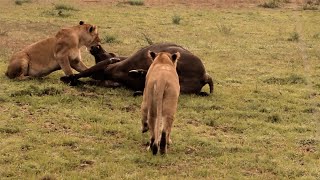 The strong lions of the rongai pride easily took down a buffalo and defended it against the herd