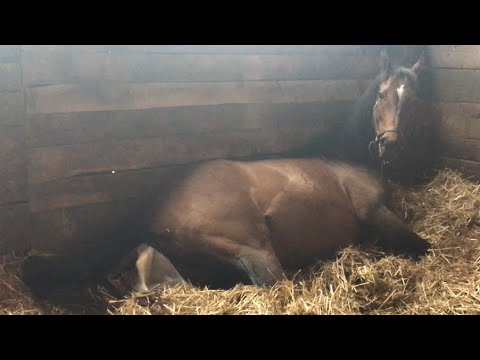 Horse Giving Birth (GRAPHIC) (Full Length)