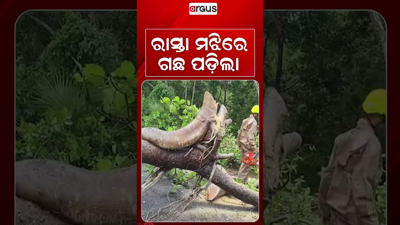 ରାସ୍ତା ମଝିରେ ଗଛ ପଡ଼ିଲା | Heavy Rainfall | Weather Update | Argus News