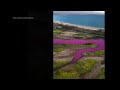 Drone video shows pink water in Hawaii pond