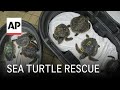 52 sea turtles experiencing cold stun in New England flown to rehab in Florida