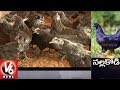 Special Story on Kadaknath Hen :  Health Benefits of Black Chicken