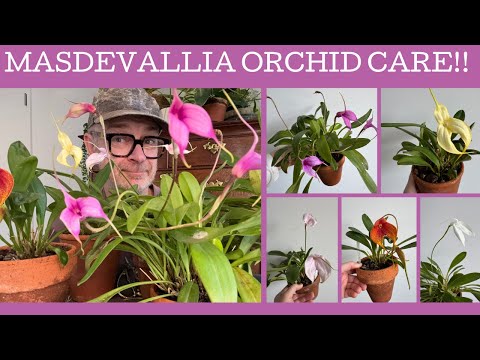 Masdevallia orchid care!