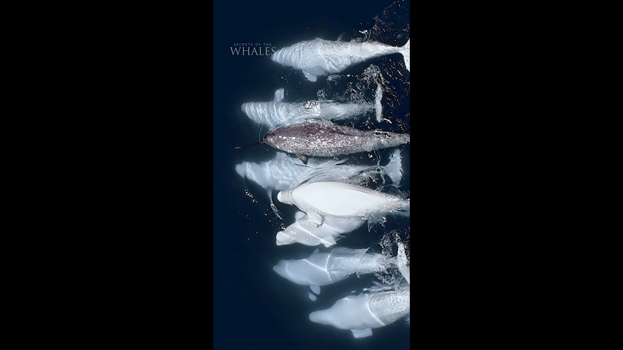 This cross-species adoption shows what we can learn from the secrets of whales #SecretsOfTheWhales