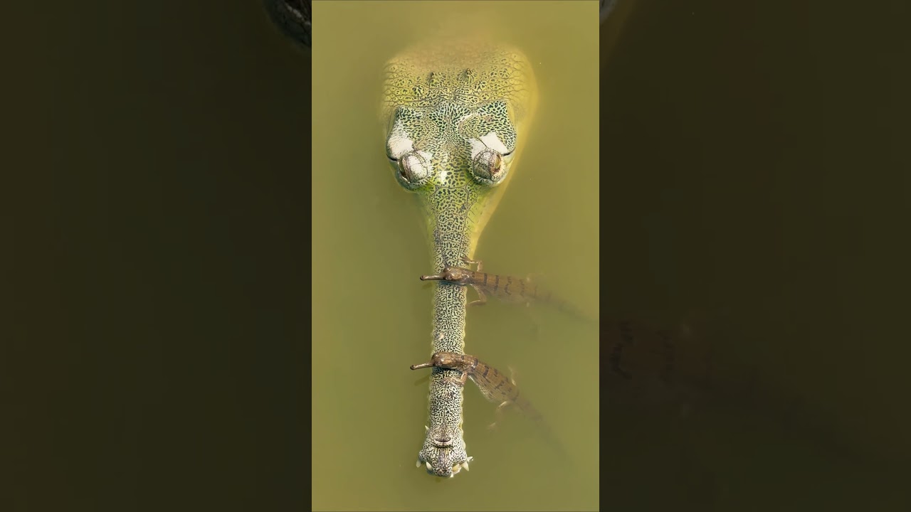 Gharial hatchlings explore the ancient Gandak River 🐊 #Shorts #BBCEarth #Crocodile