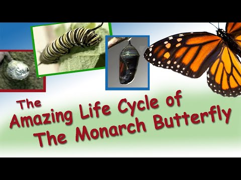 Amazing Life Cycle of a Monarch Butterfly