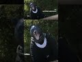 Bear drill takes place following recent attacks in Japan  - 00:36 min - News - Video