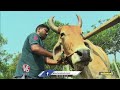 Bullock Rentals On Rent For Farming | Adilabad | V6 News  - 05:03 min - News - Video