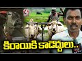 Bullock Rentals On Rent For Farming | Adilabad | V6 News