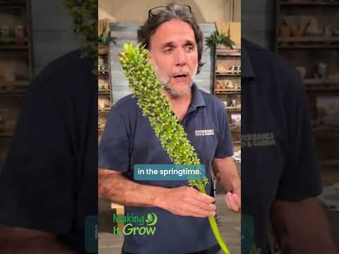 screenshot of youtube video titled 🌿 What is a pineapple lily?
