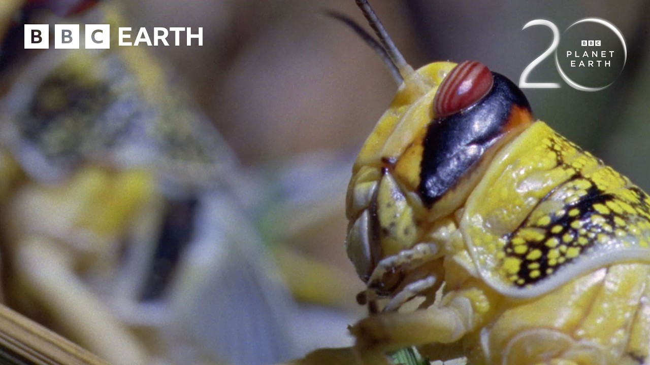 Nature's Incredibly Adapted Animals | 20 Years of Planet Earth | BBC Earth