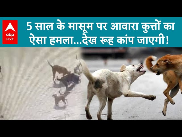 UP News: CCTV में दर्ज हुई दिल दहला देने वाली घटना, 5 आवारा कुत्तों ने मासूम को नोच डाला। ABPLIVE