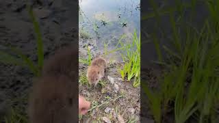 Baby Beaver Comes Out Of Water To Hand
