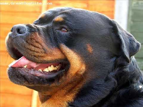 Rottweiler is Da Boss - YouTube