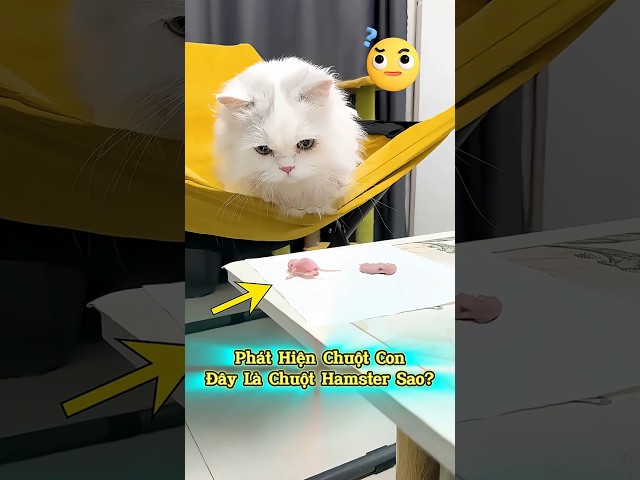 🐭 Phát Hiện Chuột Con Trong Nhà! #thúcưng #vậtnuôi #chómèohàihước #funny #pets #cat #cute