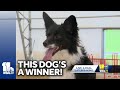 Dog makes moves after winning national agility competition