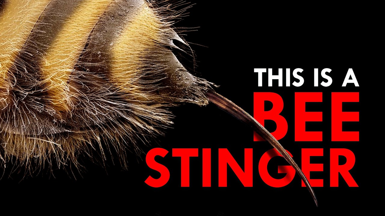Why Do Bees Die After Stinging?