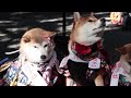 Dogs receive blessings in place of children in Japan