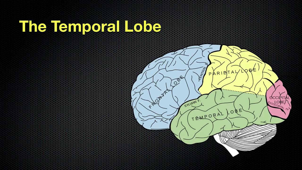 067 The Anatomy And Functions Of The Occipital And Temporal Lobes Youtube 7325