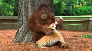 猩猩媽媽給老虎寶寶餵奶