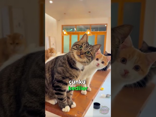 Kediniz Neden Koltuk Tırmalar?🐾🛋️💞😼
