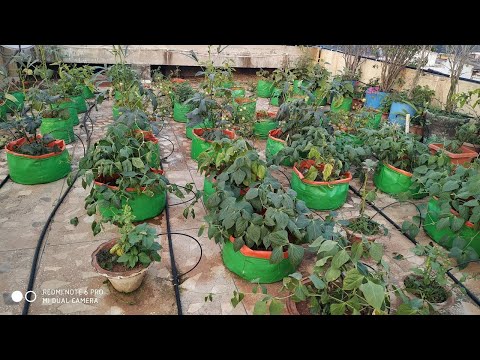 video 55 plants drip irrigation package