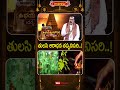తులసి ఆరాధన తప్పనిసరి  !  #devotionalshorts #bakthishorts #hinduisam #hindudharmam