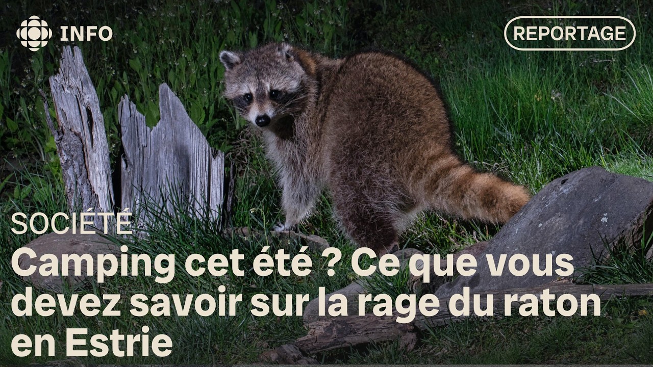 Les cas de rage du raton en hausse, la santé publique appelle à la vigilance