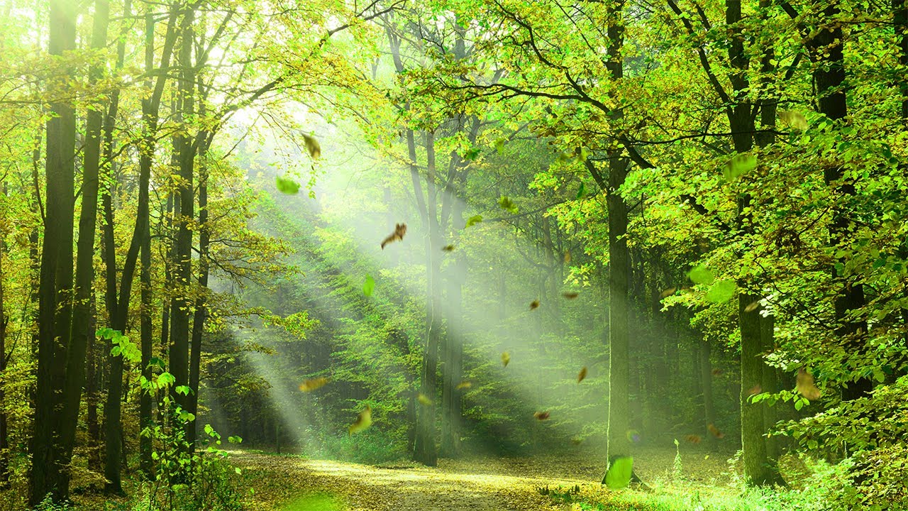 🔴 Soft Relaxing Music To Help You Unwind On Your Morning Nature Walk (With Nature Sounds)