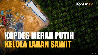 Kopdes Merah Putih Buka Peluang Kelola Kebun Sawit Hasil Sitaan Negara