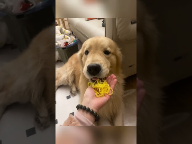 You can find anything in a dog’s mouth #funnyvideos #love #pets #fyp #dog #dogs #cute #funny
