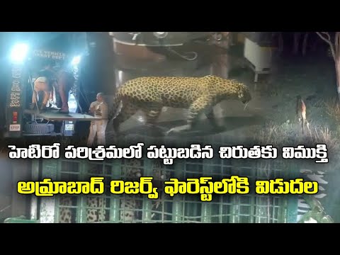 Leopard captured in Hetero Pharma released in Amrabad Tiger Reserve