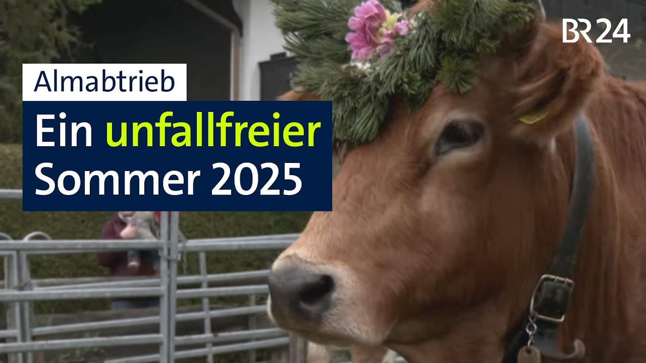 Almabtrieb: Ende eines Bergsommers ohne Schäden | Abendschau | BR24