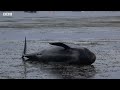 Saving Hundreds Of Whales From A ‘Whale Trap’ | BBC Earth Witness | BBC Studios  - 08:44 min - News - Video